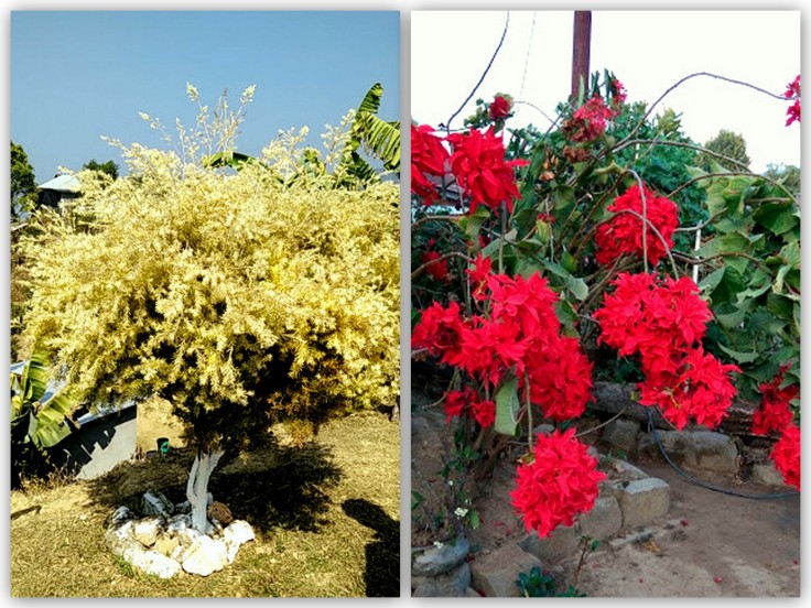 tamelgong-dailong-rose-yellow-shrub