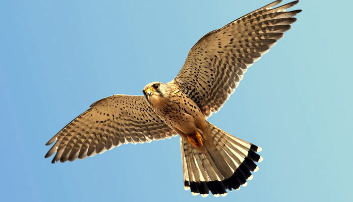 tamenglong-amur-falcon-national-geographic-edited
