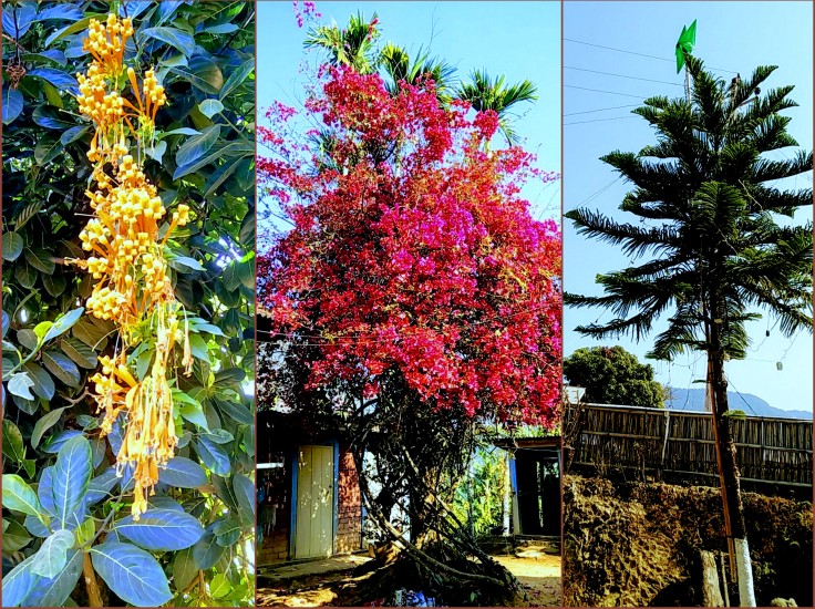 tamenglong-flowers-an-plants